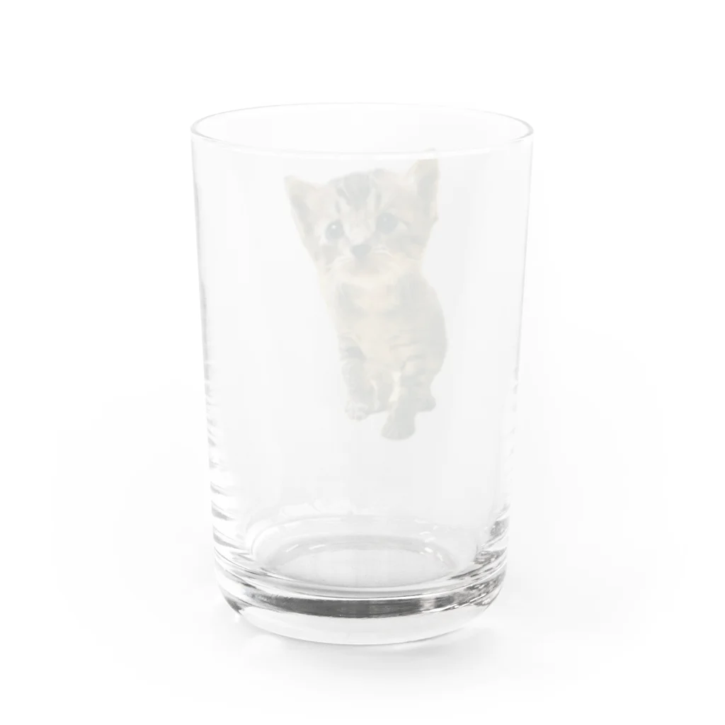 ﾈｺ•ﻌ•ﾈｺ•ﻌ•ﾈｺ•ﻌ•の幸せの幕開け〜こてつ②〜 Water Glass :back