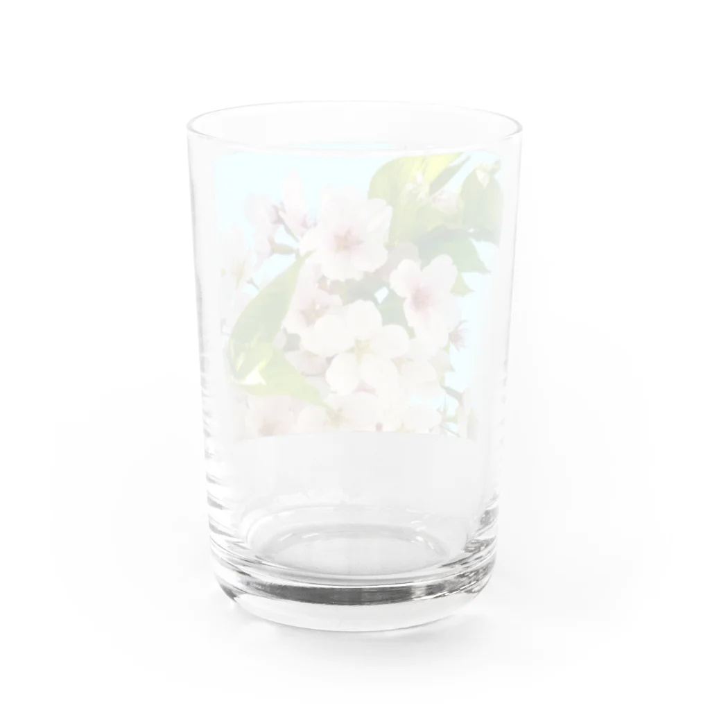 atelier_lapislazuliの桜 Water Glass :back