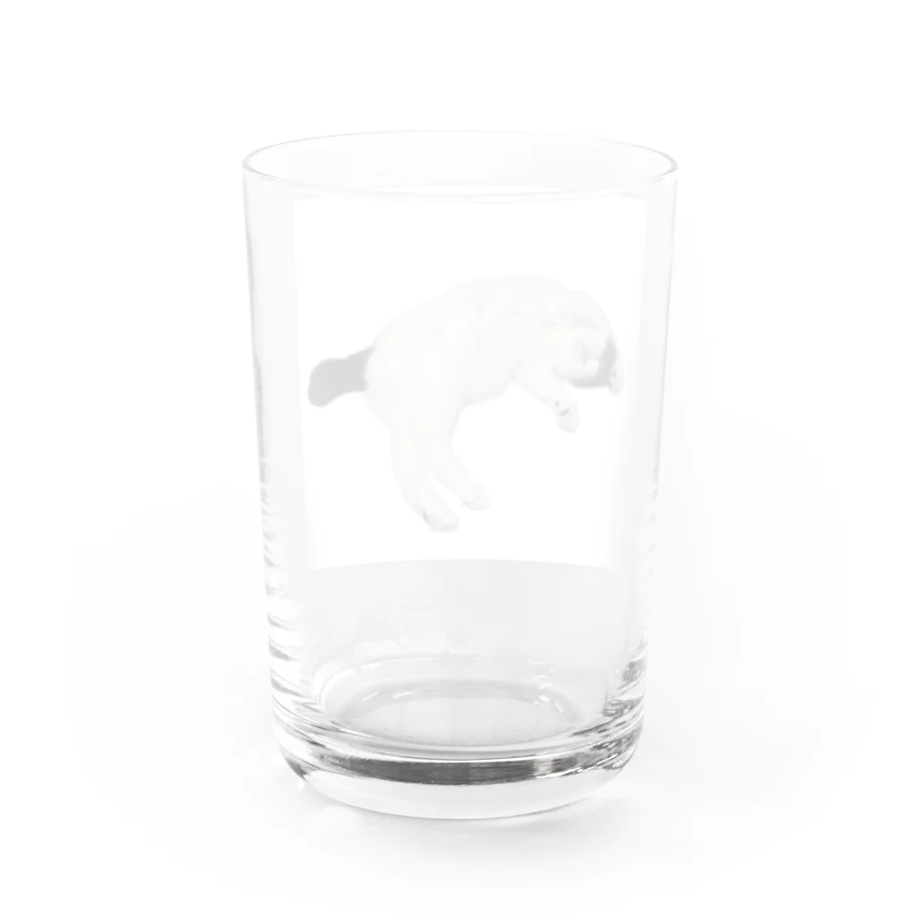 クリスタの尻尾が短い保護猫 たぬちゃん Water Glass :back