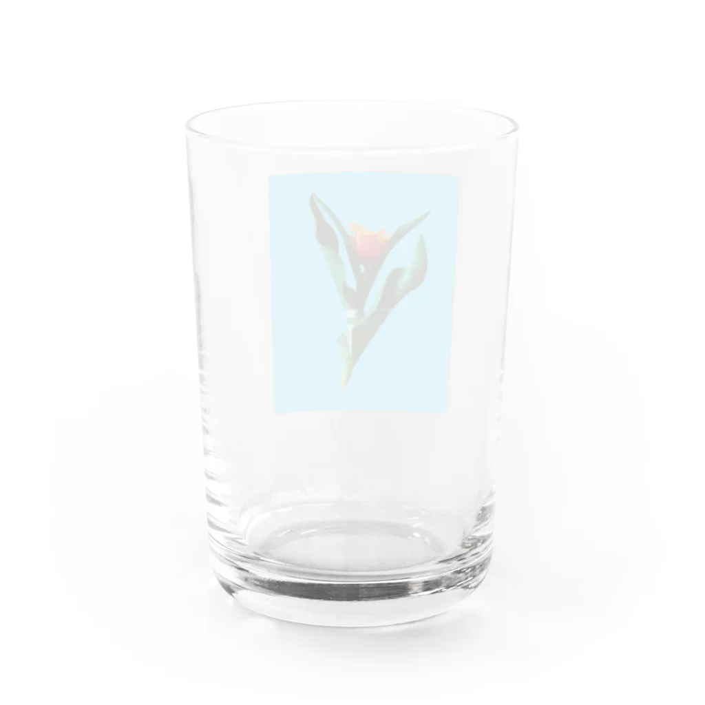 CALAKUEN(SOIL)のTulipa cv. lambada Water Glass :back