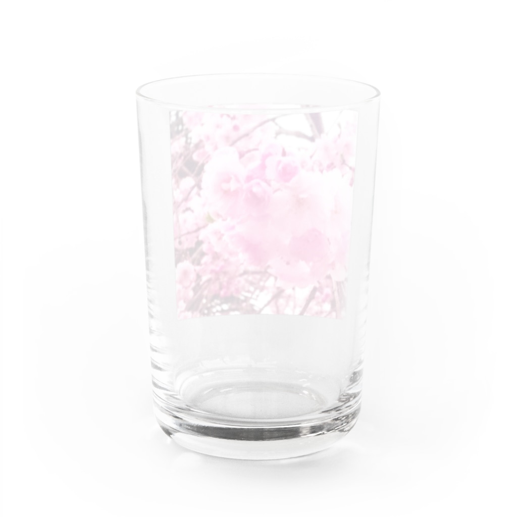8216vividの八重桜 Water Glass :back