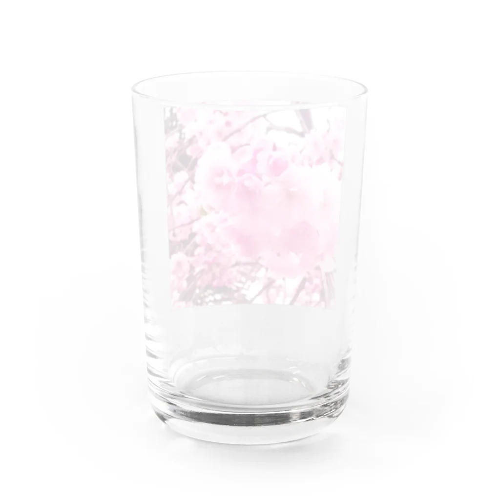 8216vividの八重桜 Water Glass :back