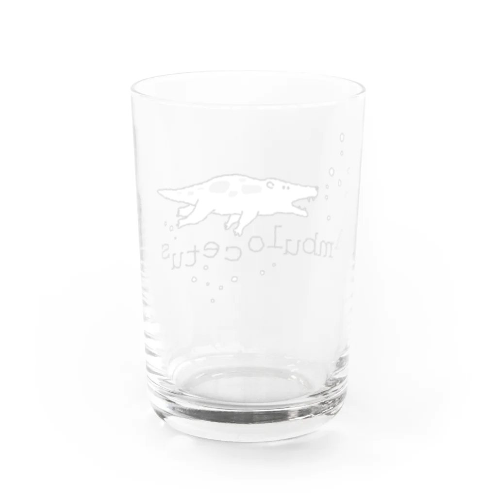 ホリゴメのアンブロケトゥス Water Glass :back