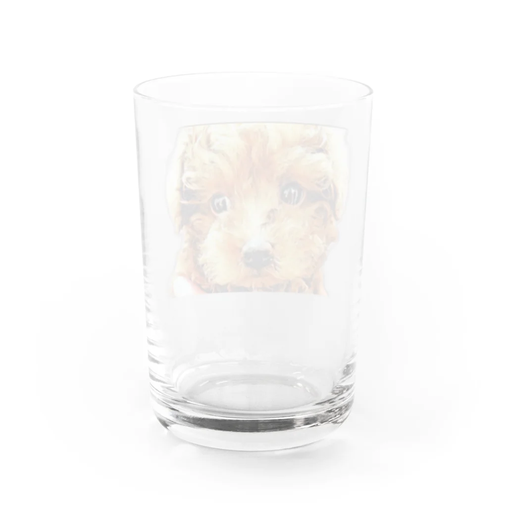 Paloのコハクちゃん Water Glass :back