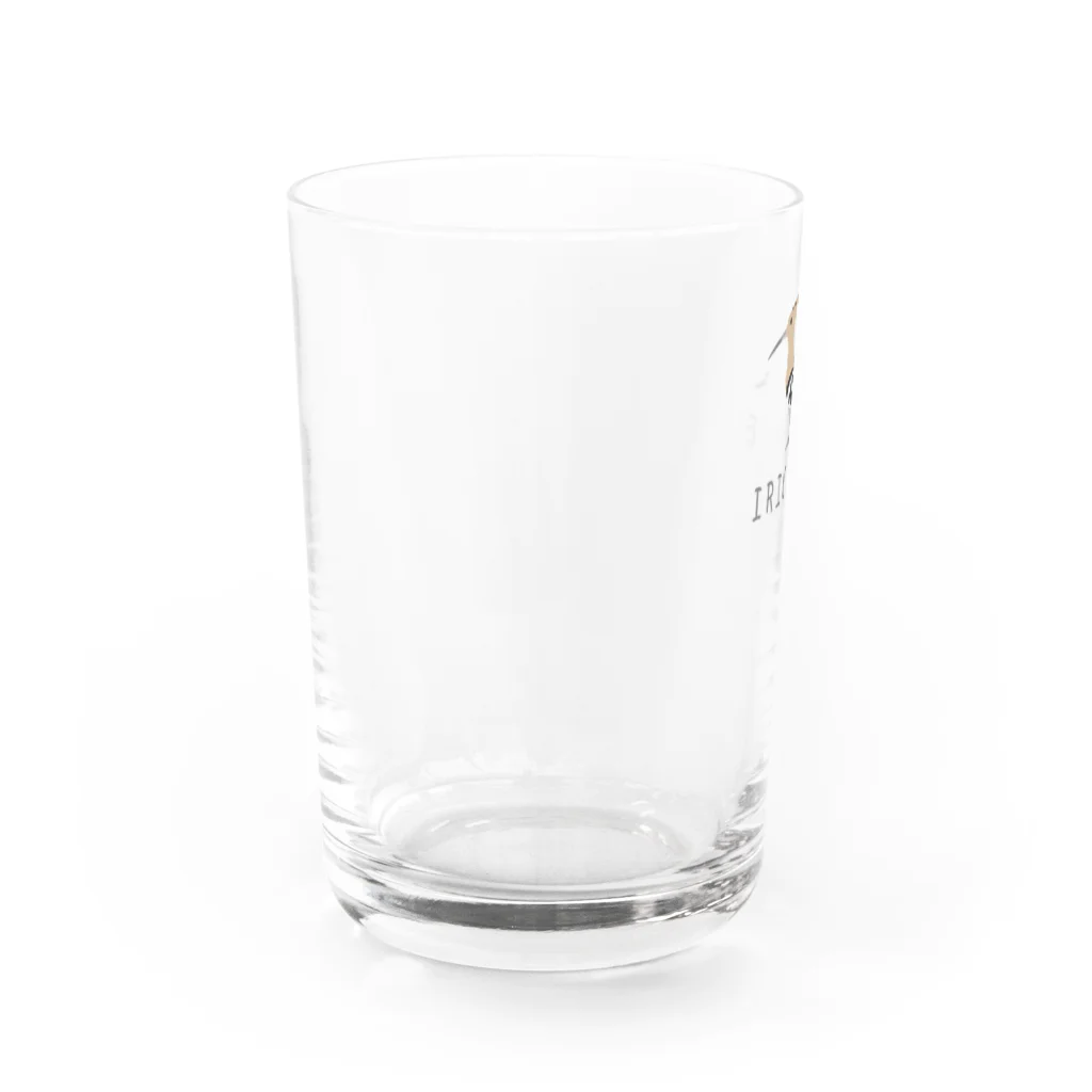 しまのなかまfromIRIOMOTEのIRIOMOTE ヤツガシラ Water Glass :back