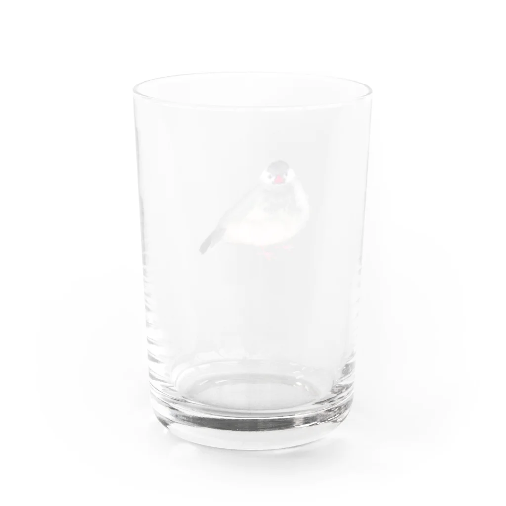 tomocoの桜文鳥 Water Glass :back