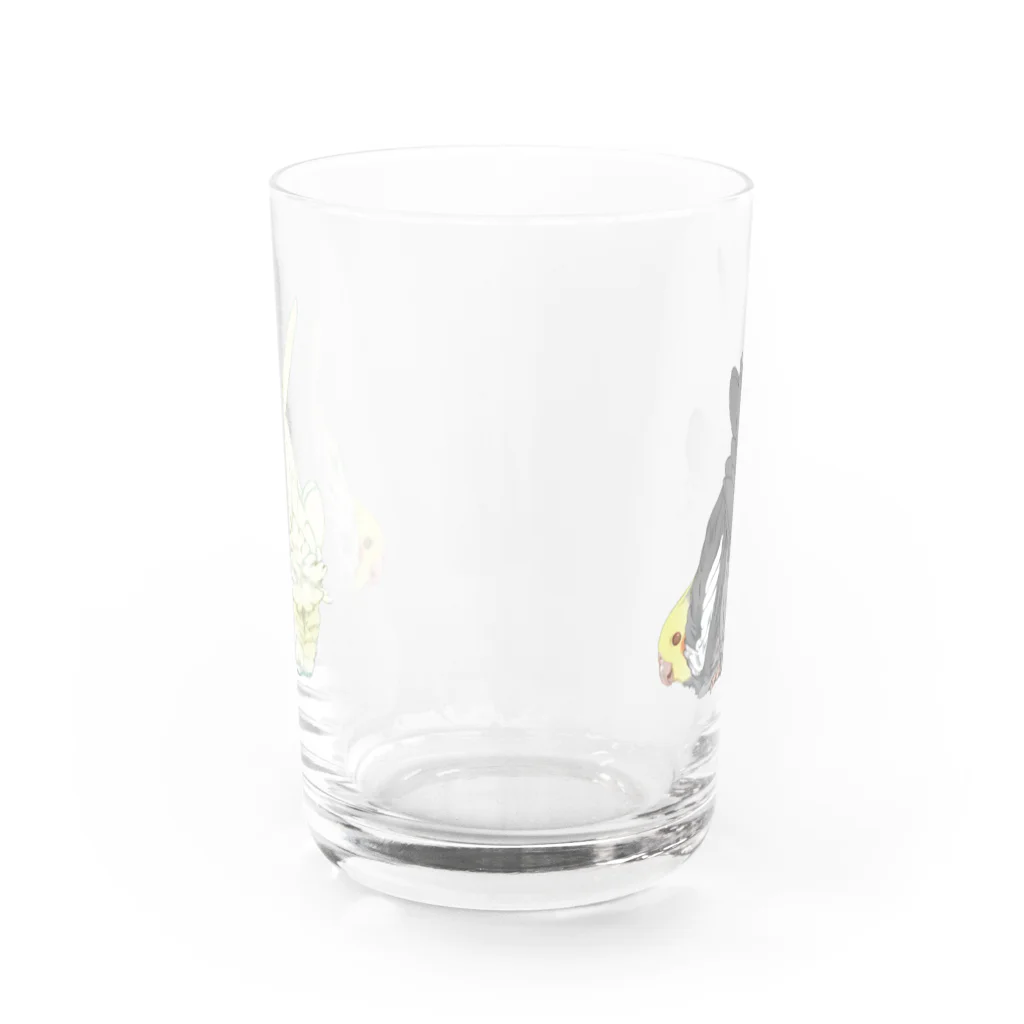 オカメインコ定点観測の（2羽）オカメインコのおしりはふわふわ Water Glass :back