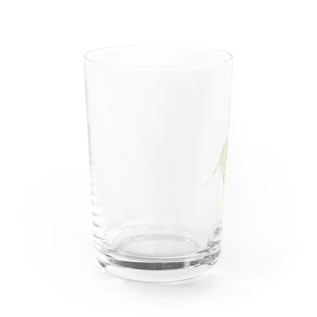 オカメインコ定点観測の尾羽のお手入れオカメインコ Water Glass :back