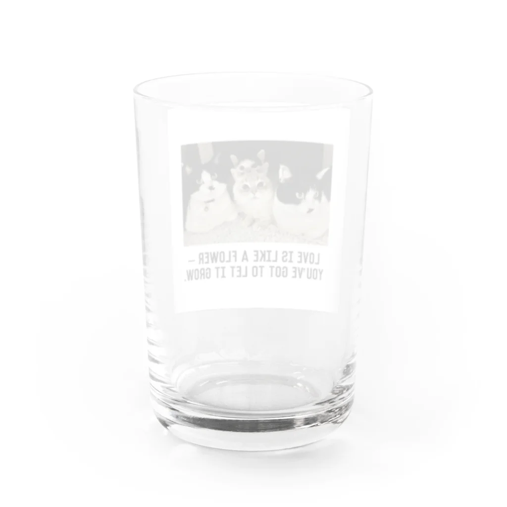 おだちゃんと7匹の猫たちの4兄妹 Water Glass :back