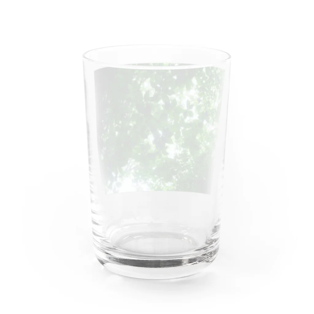 Tesoroの光の葉 Water Glass :back