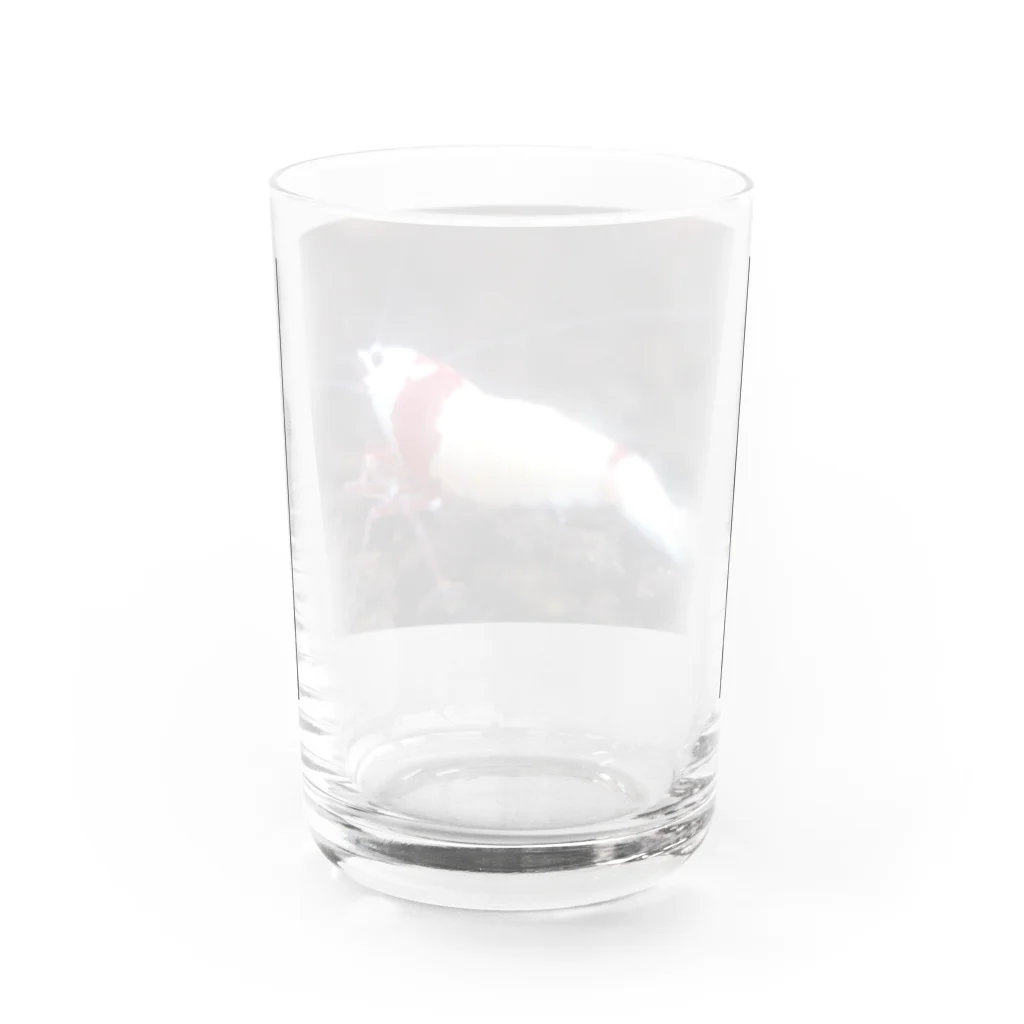 がま八のお店のレッドビーシュリンプ Water Glass :back
