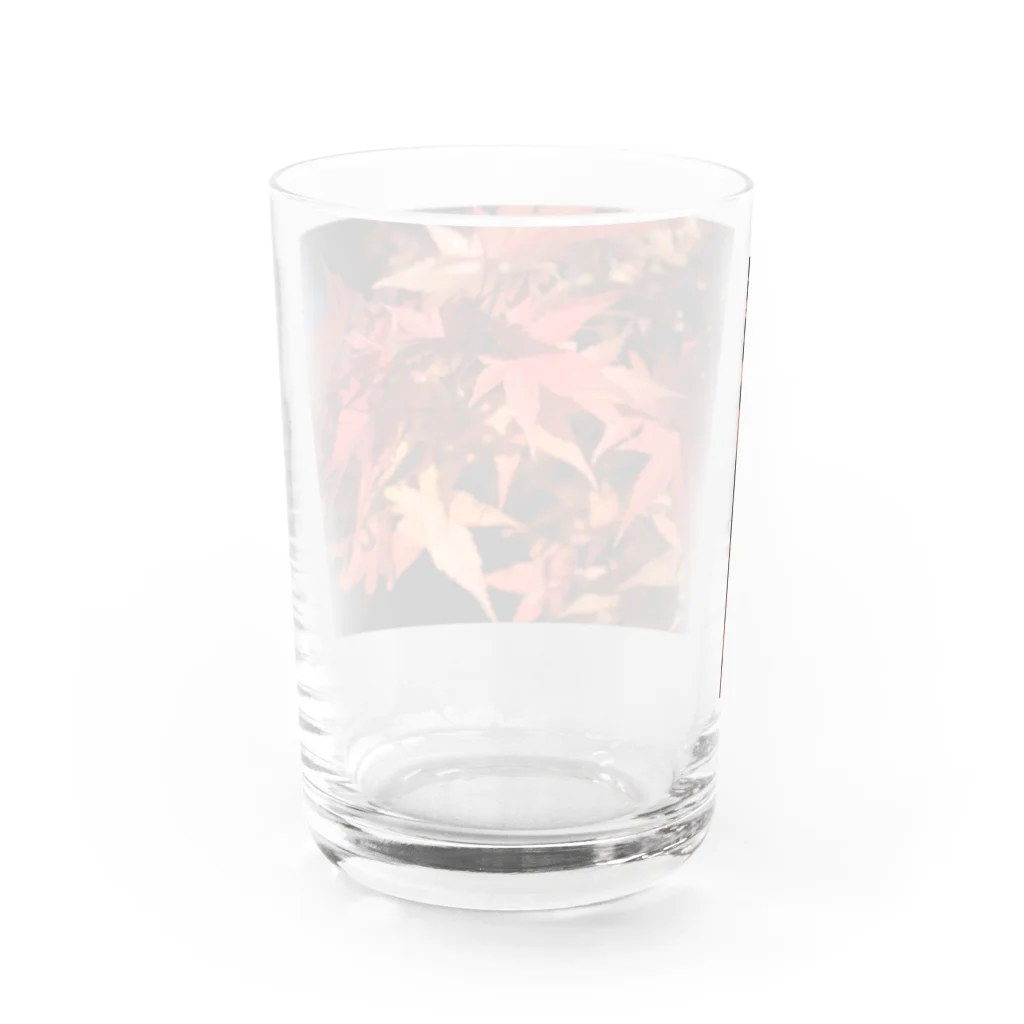 やーすみ🌻の紅葉なぜ泣くの？紅葉の勝手でしょ Water Glass :back