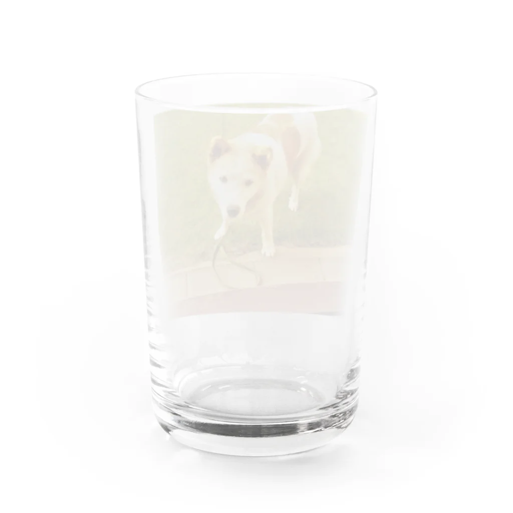 えっちゃんのミックス犬　エリフ Water Glass :back