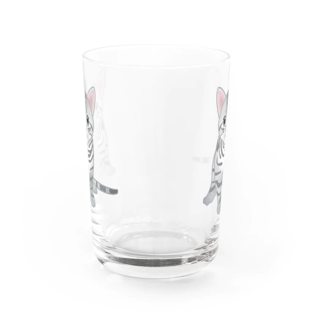 itaxmenworksのもう猫なんて嫌い！アメリカンショートヘア Water Glass :back