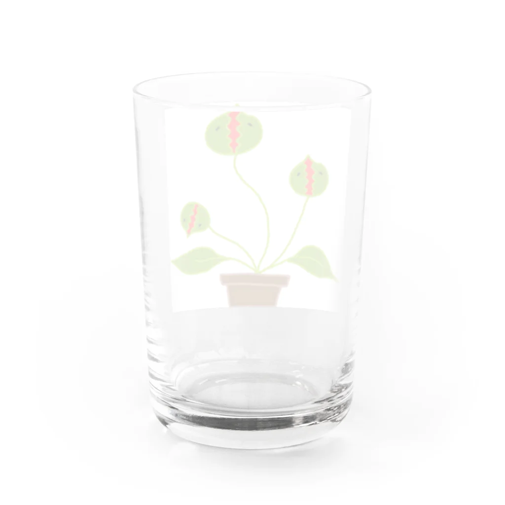 くーまんの部屋🐻のハエトリソウ Water Glass :back