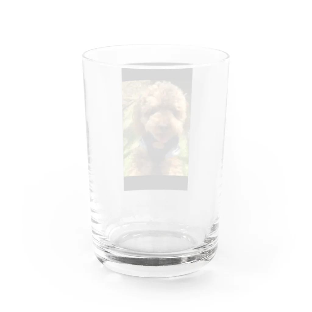 ハイビスカス🌺のトイプードルのもこ Water Glass :back