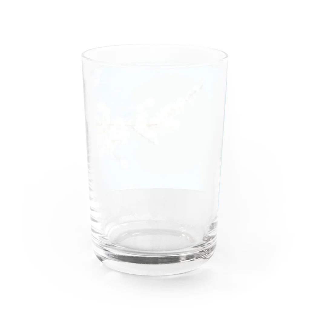 はいち。の春来たり Water Glass :back