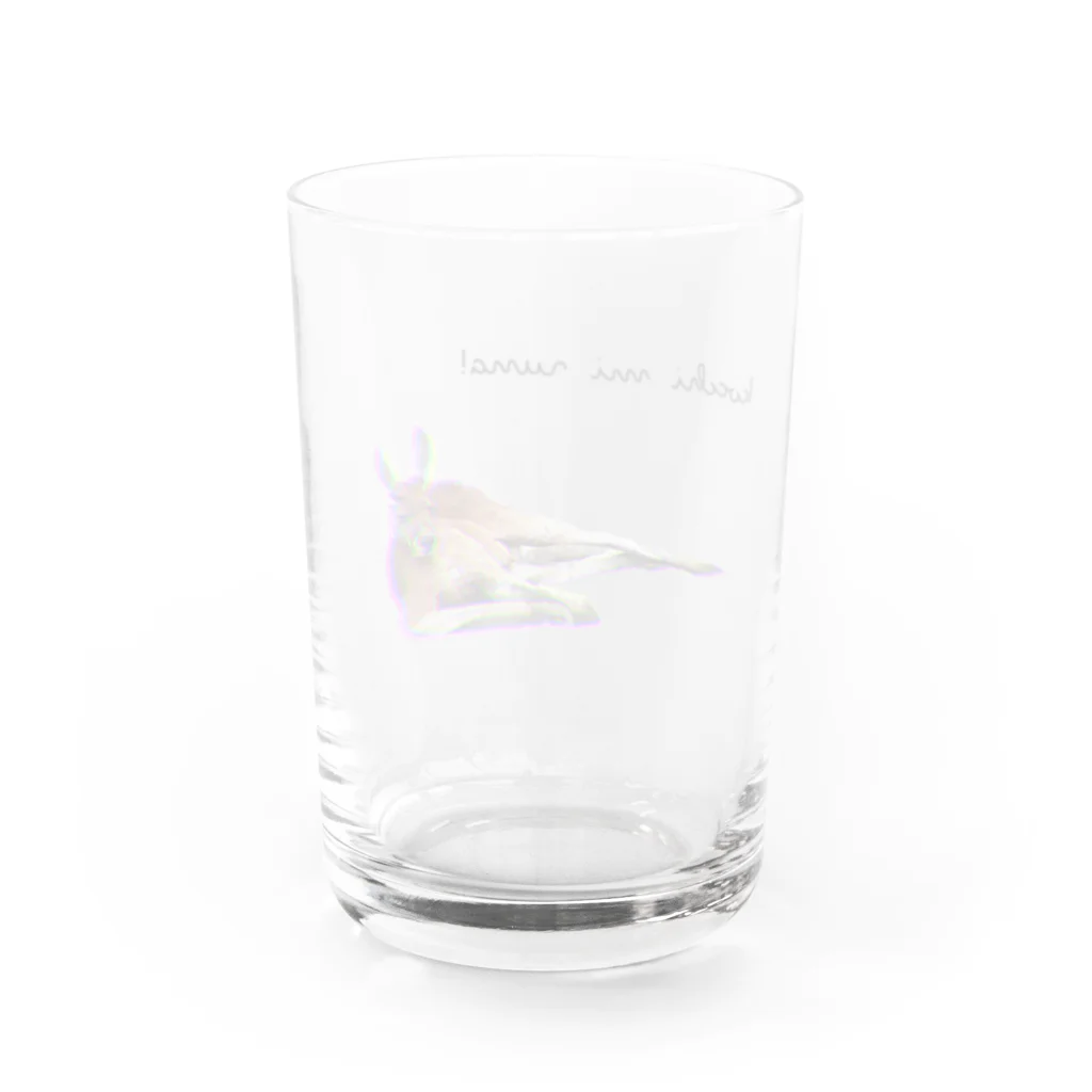 こあらららんどのこっちを見てるカンガルー Water Glass :back