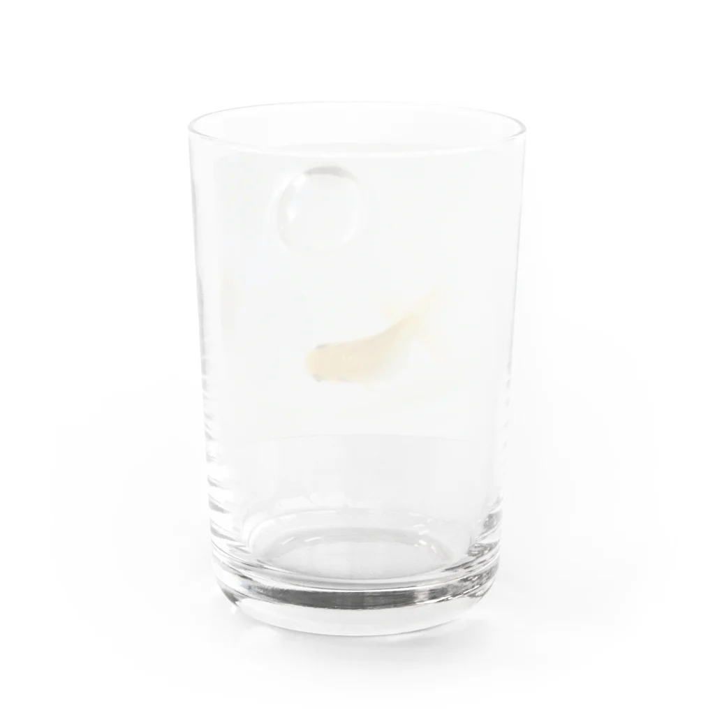 indigo_blueのらんちう　と　あぶく Water Glass :back