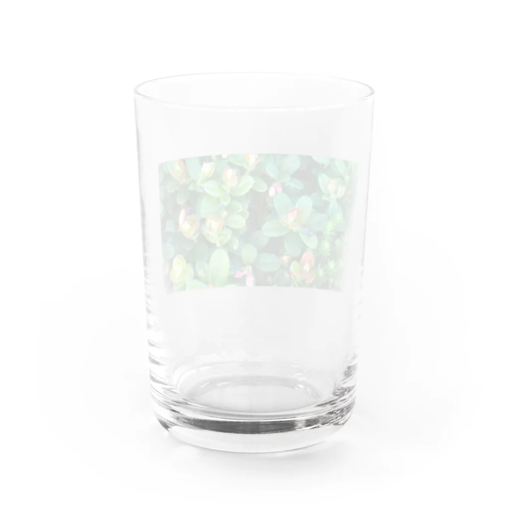 megu0328の乗鞍岳の高山植物 Water Glass :back