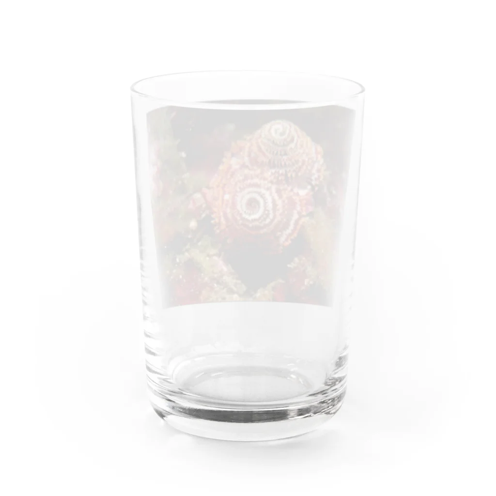 龍舞堂の海中写真 Water Glass :back