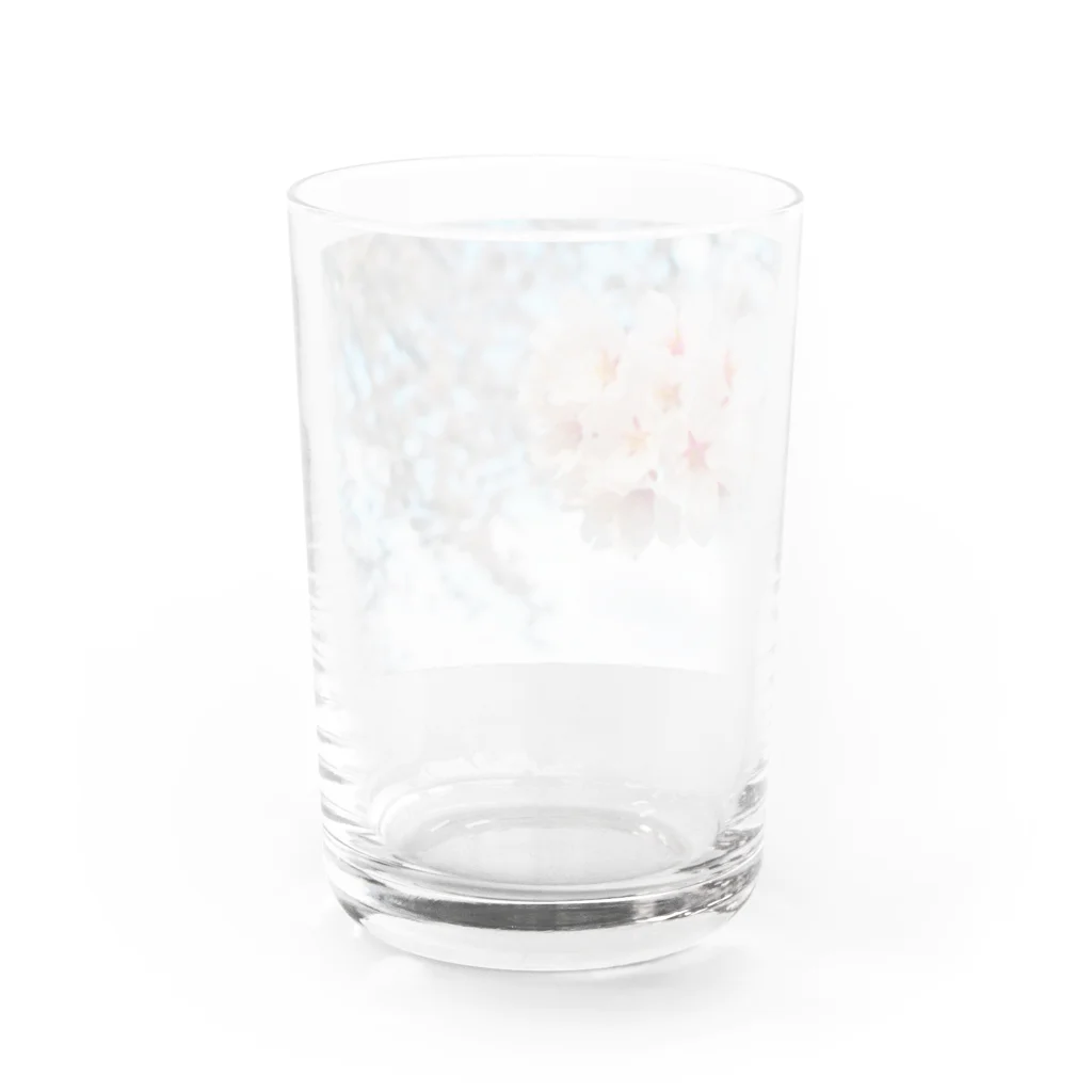 Tio Heartilの満開の桜 Water Glass :back