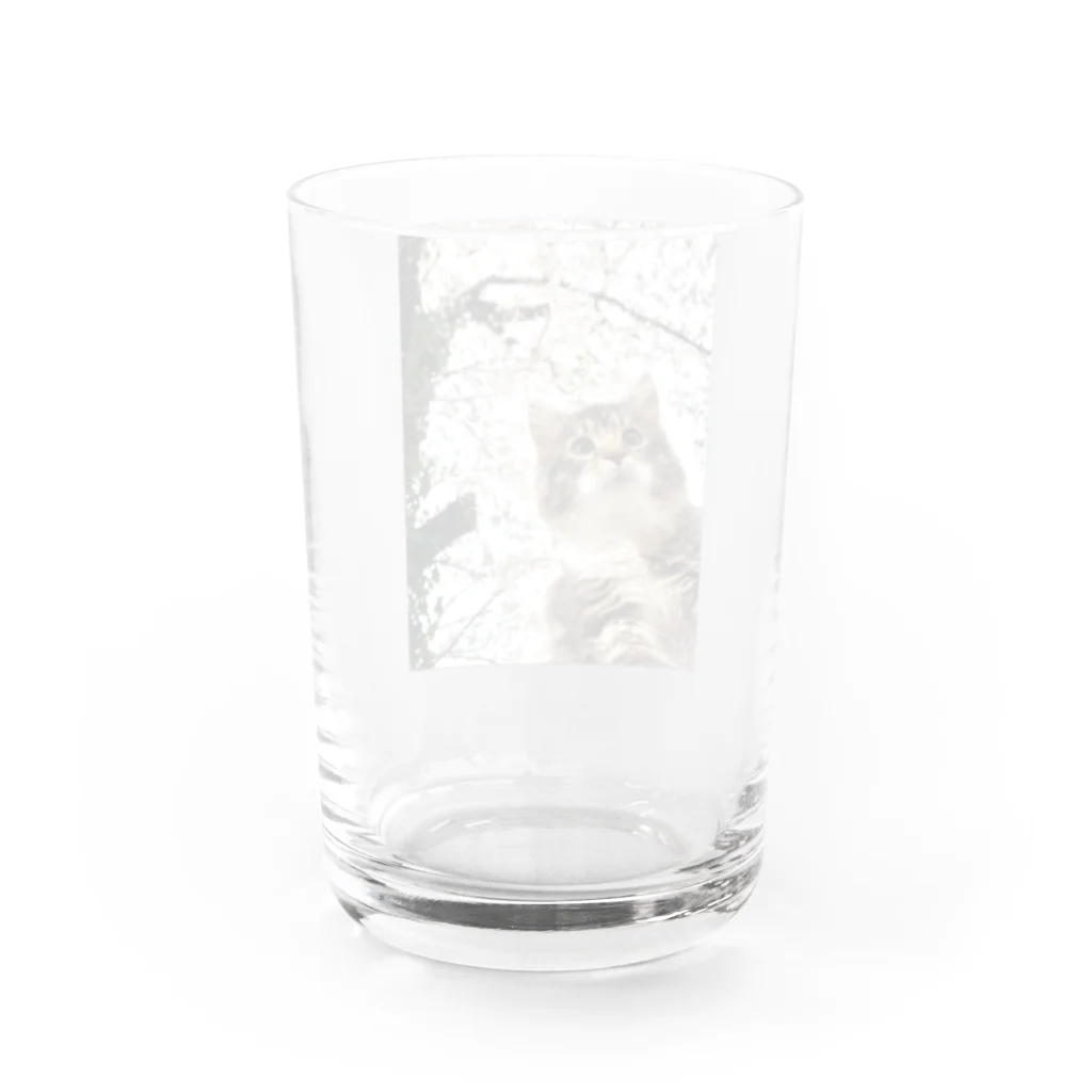 栞月悠@こまいLOVEの桜こまい Water Glass :back