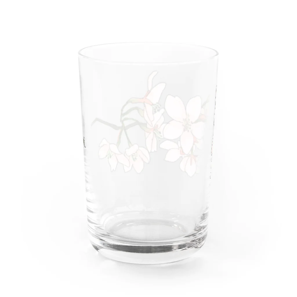 ヤングコーン市場の桜sakura Water Glass :back