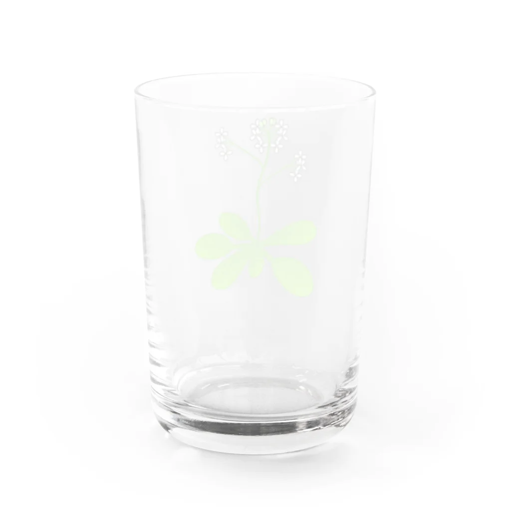 理系アイテムや生き物のお店のシロイヌナズナ Water Glass :back