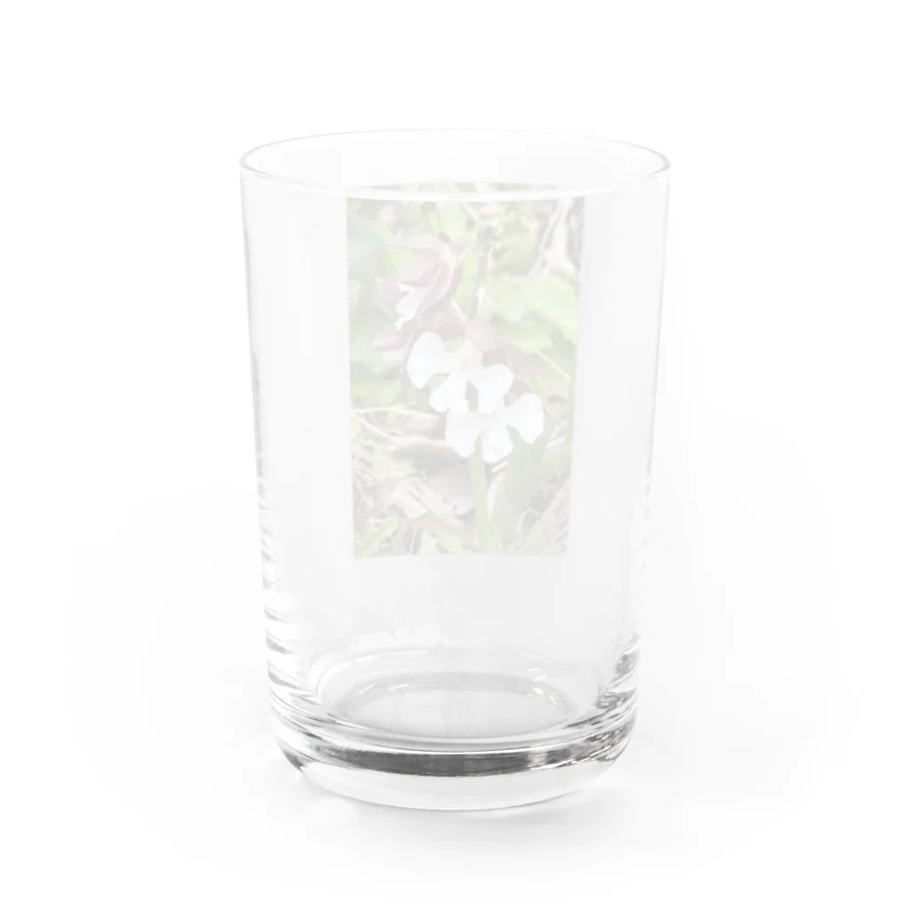 yotarosuzuriのお庭のお花ちゃんエビネ Water Glass :back