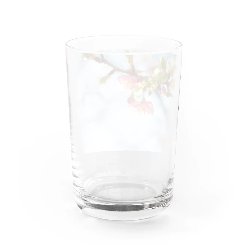 はち / きまぐれハチログの桜 Water Glass :back