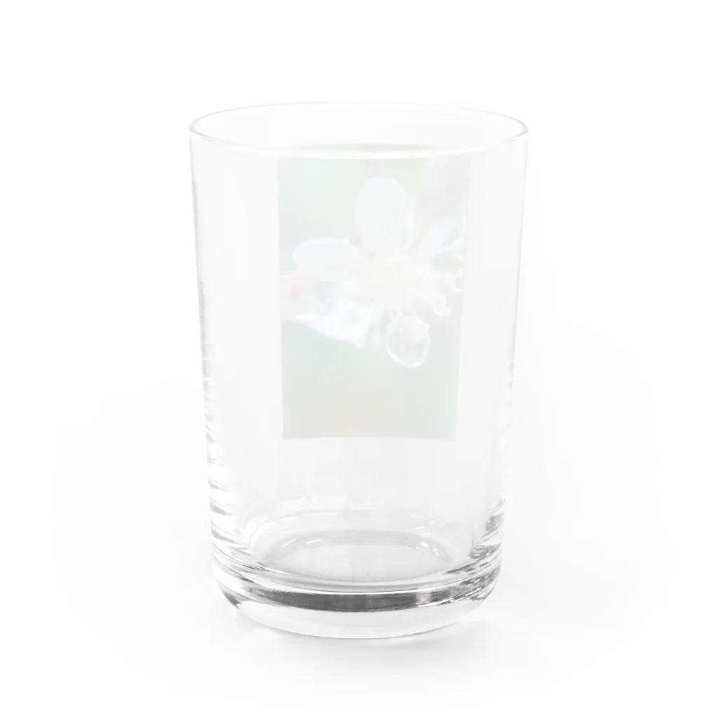 望美【写真】の花雫A Water Glass :back