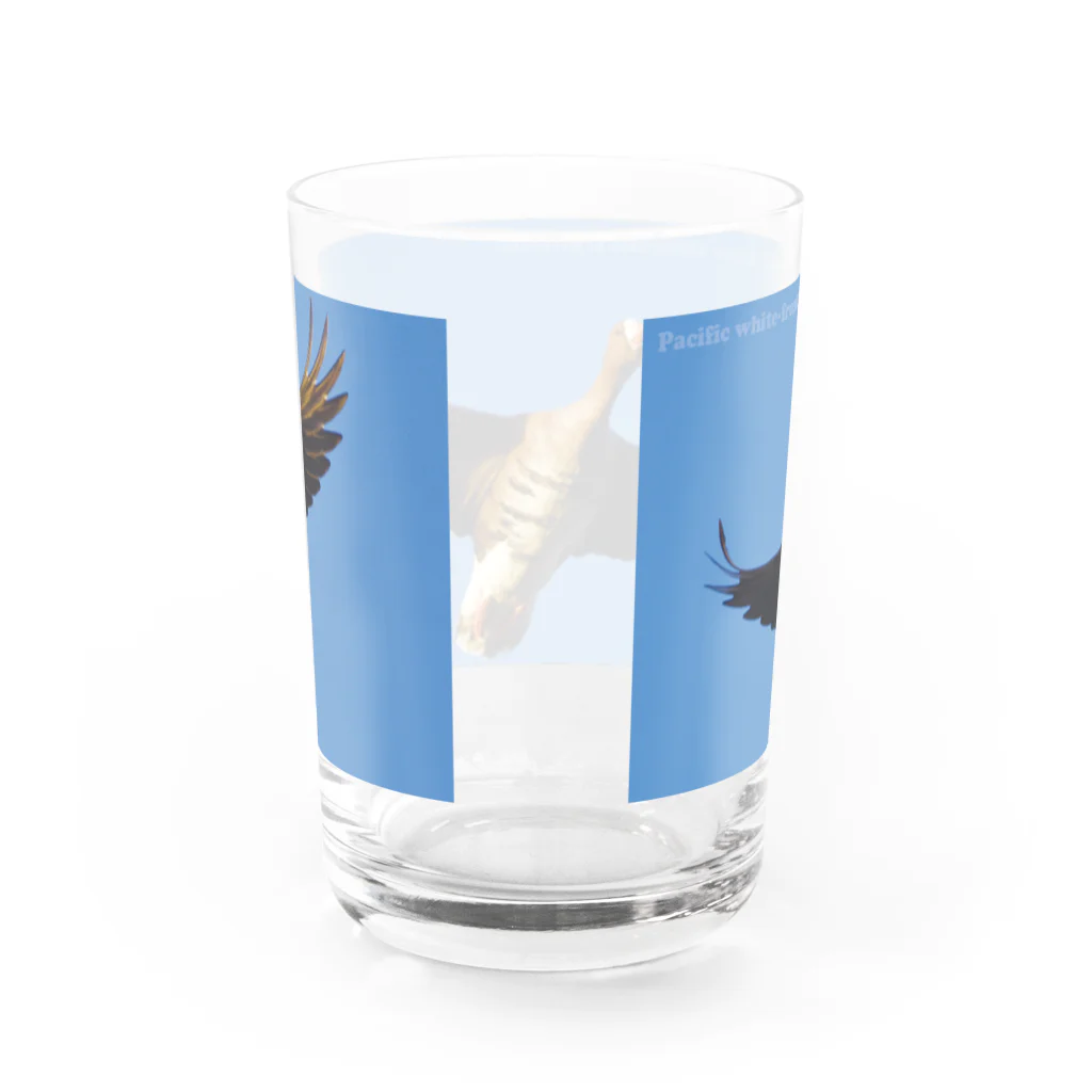 雁花工房（寄付アイテム販売中です）のマガン飛翔 Water Glass :back