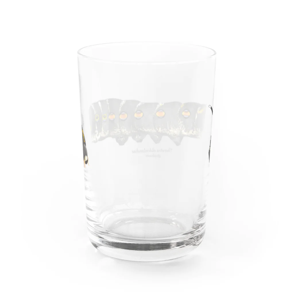 OJIKのセスジスズメ Water Glass :back