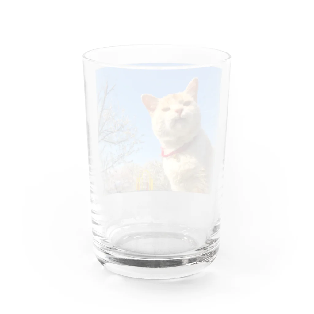 お茶乃庵のむっ！ Water Glass :back