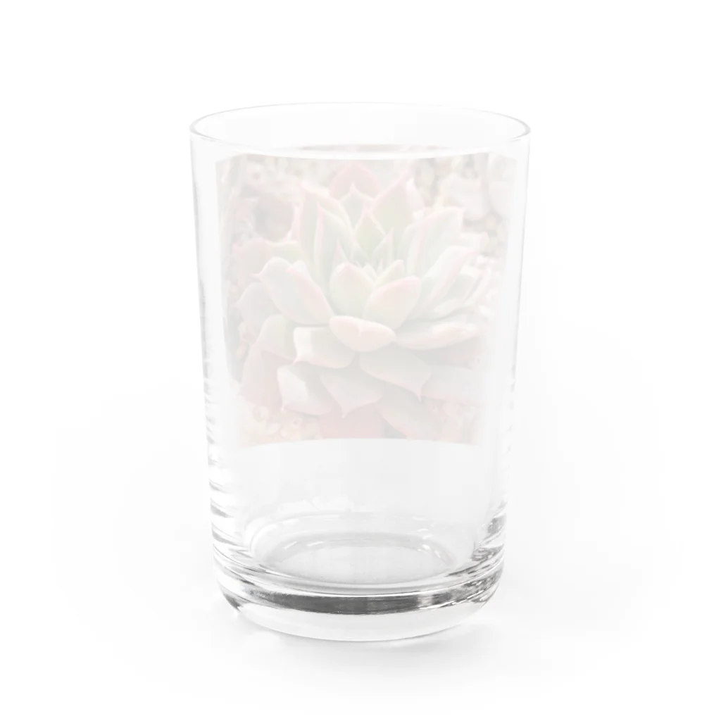 🌵たにくりーむ🍦の多肉植物 Water Glass :back