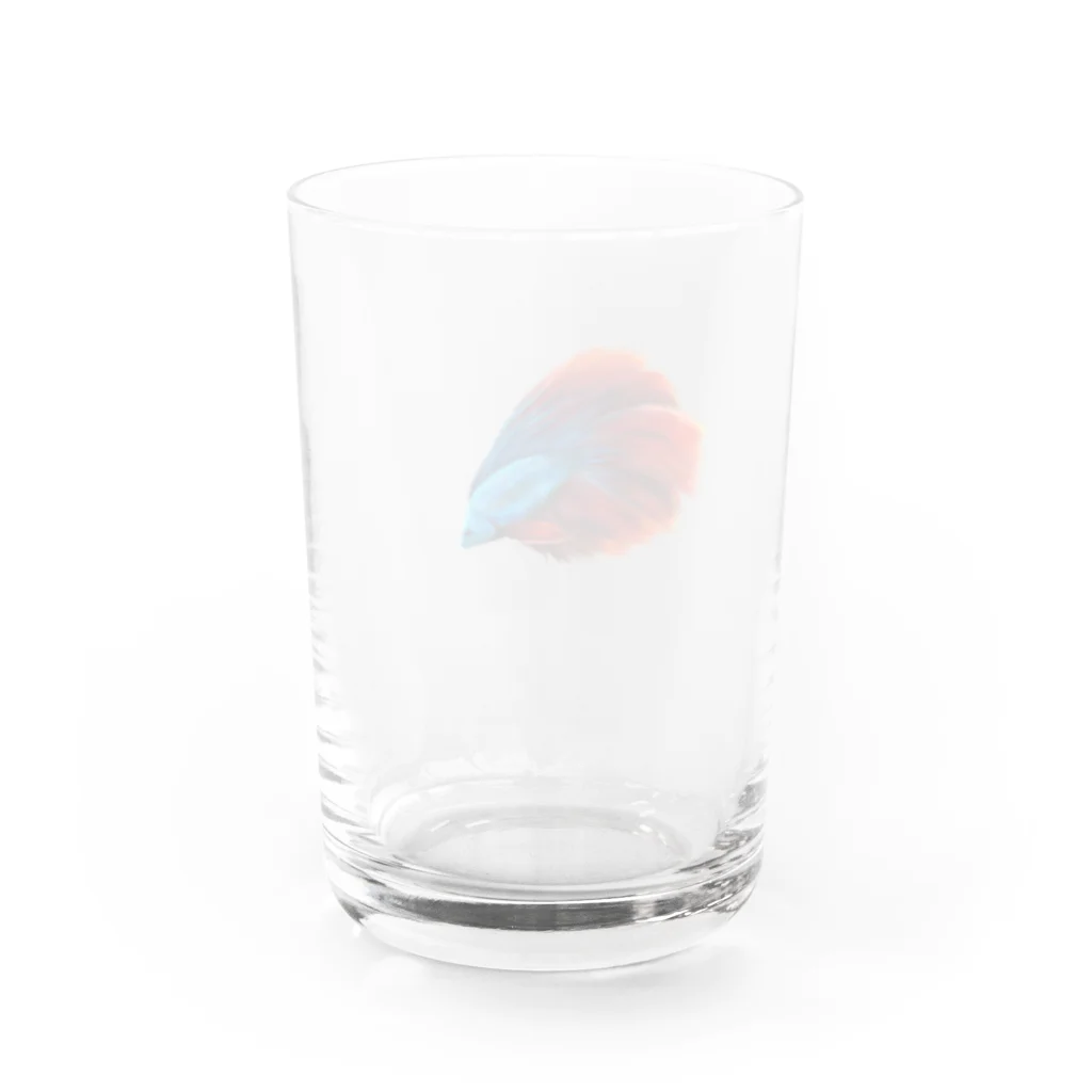 mahoの青ベタちゃん Water Glass :back