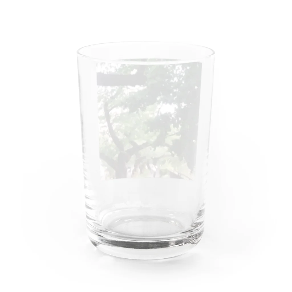 やまとねこの散歩道 Water Glass :back