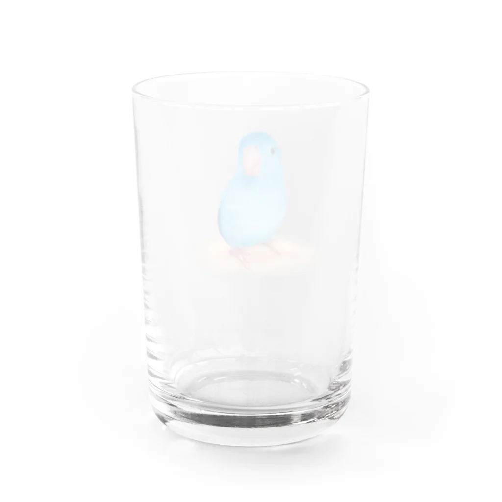 まめるりはことりのブルーマメルリハ【まめるりはことり】 Water Glass :back