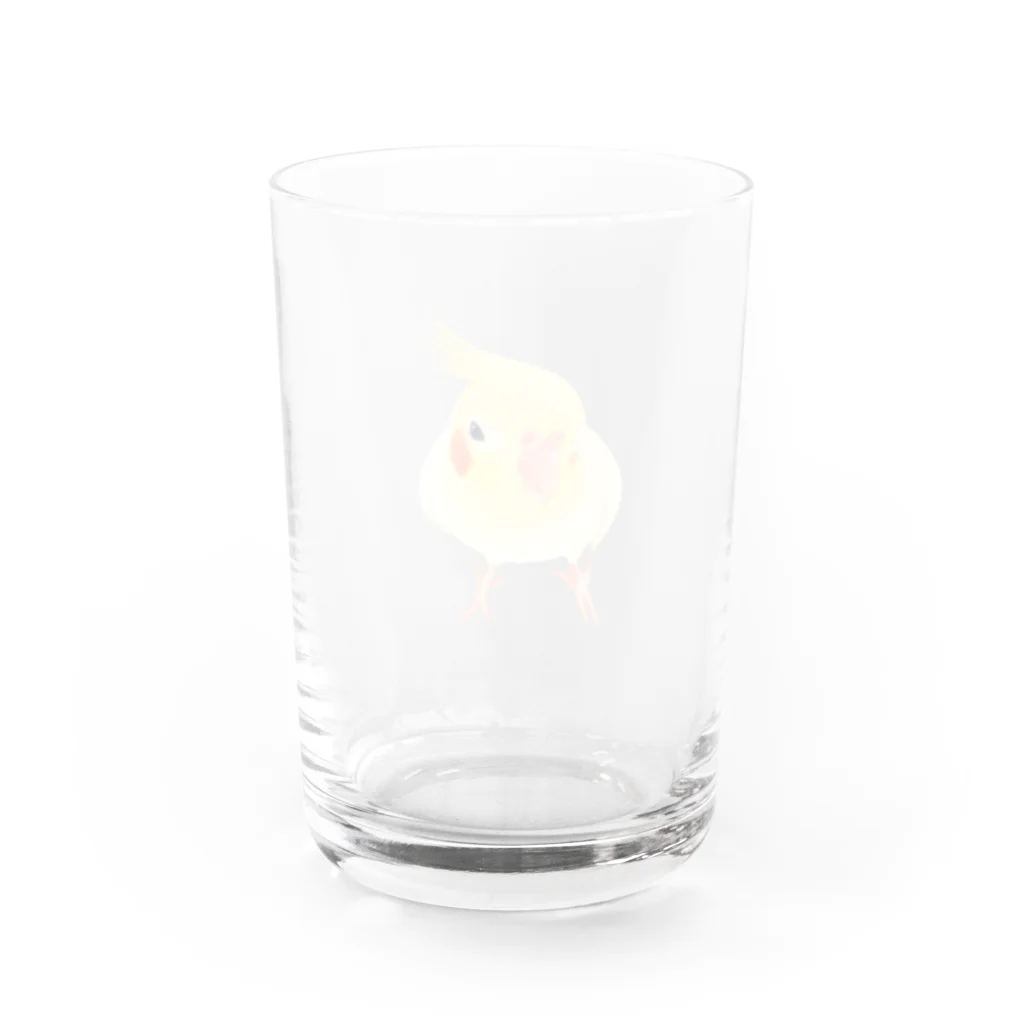 まめるりはことりのオカメインコ　おすましルチノー【まめるりはことり】 Water Glass :back