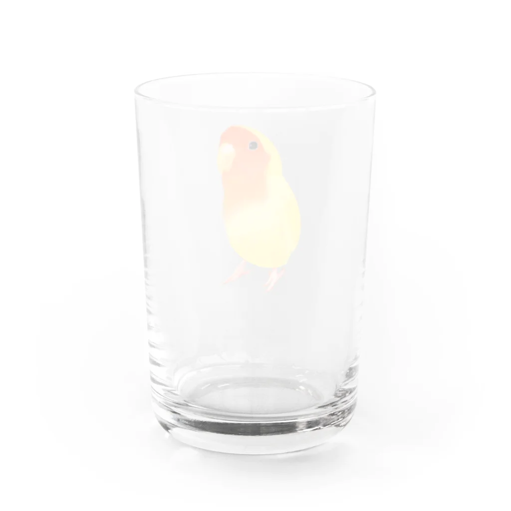 まめるりはことりのコザクラインコ　おすましルチノー【まめるりはことり】 Water Glass :back