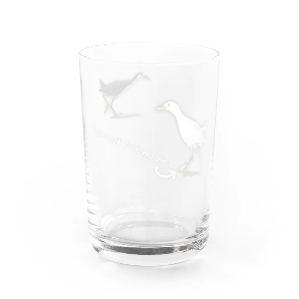 南ぬ楽園「ぱいぬらくえん」の幸せの「白いシロハラクイナ」？ Water Glass :back