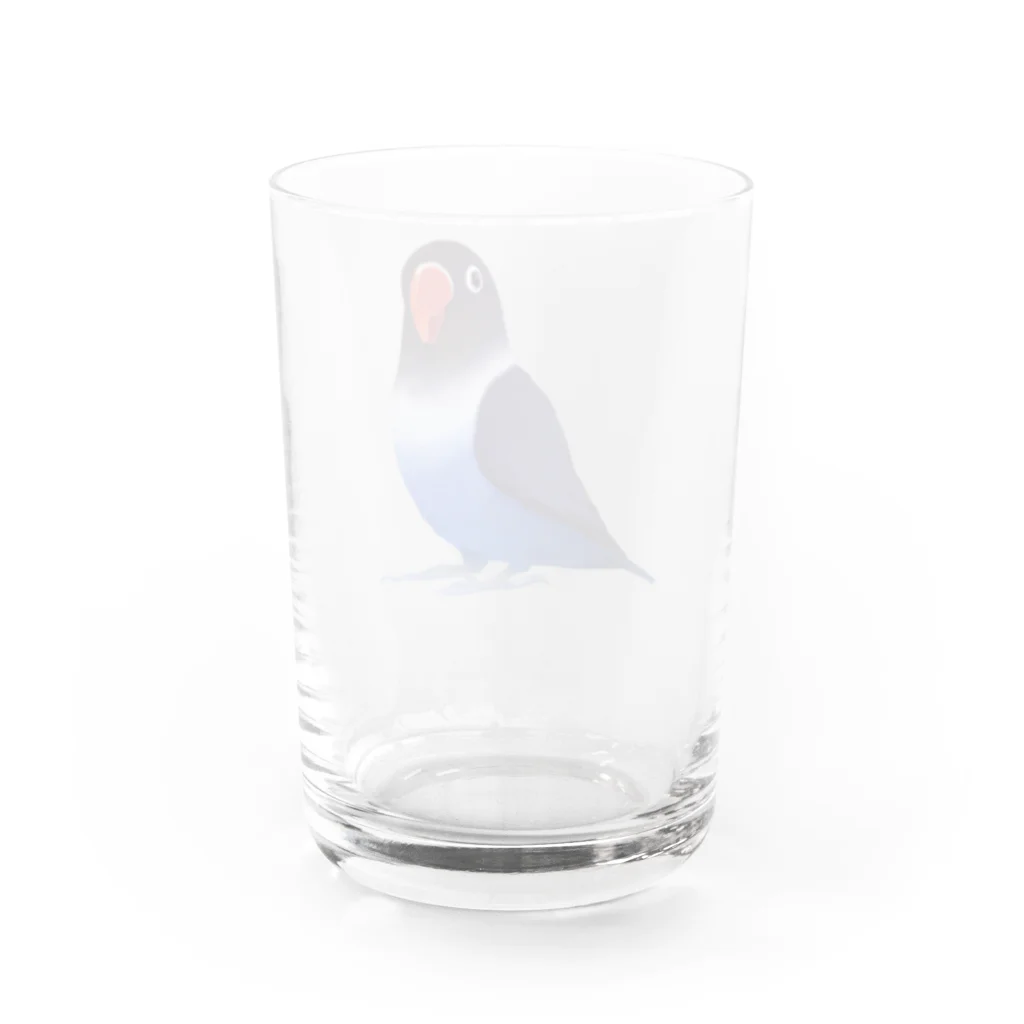 まめるりはことりのボタンインコ　おすましコバルトブルー【まめるりはことり】 Water Glass :back