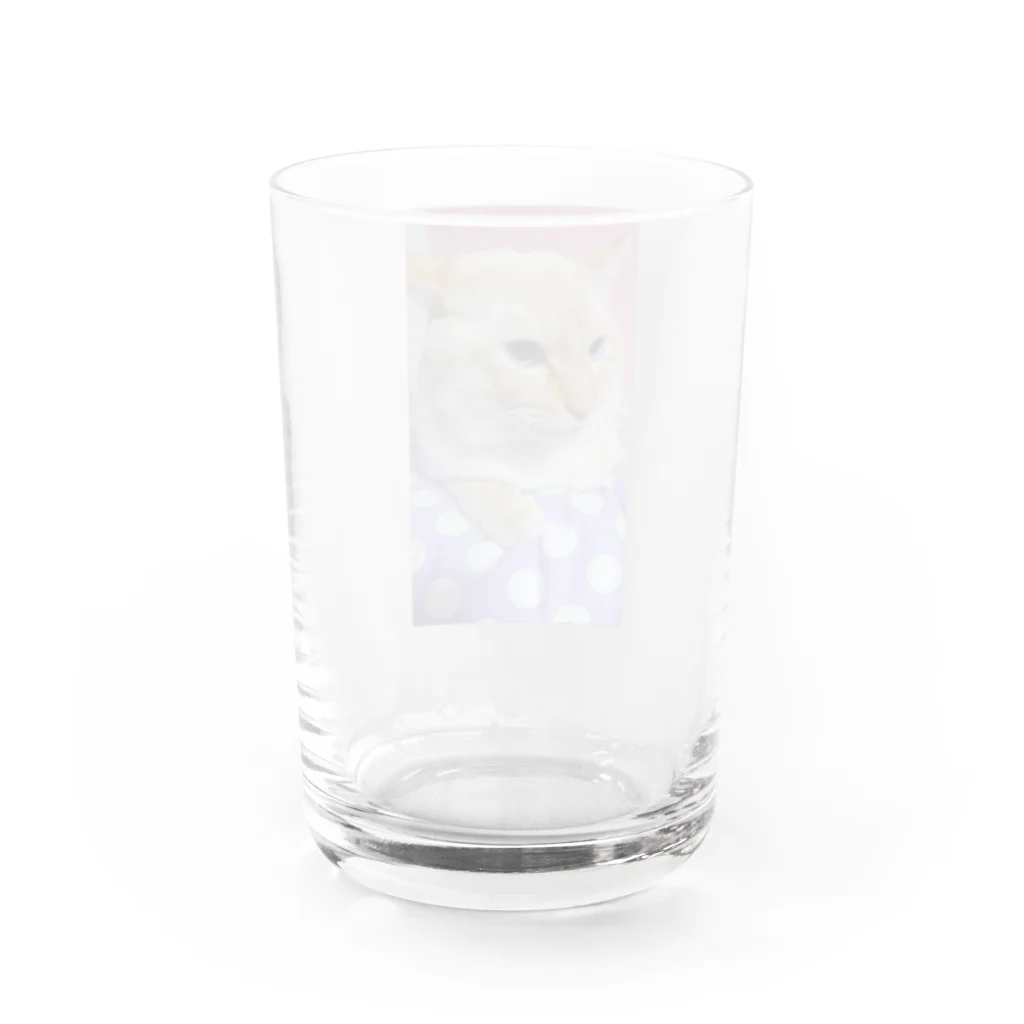 ねことお休みどころ　しらたまの【シャム氏】クリアコップ Water Glass :back