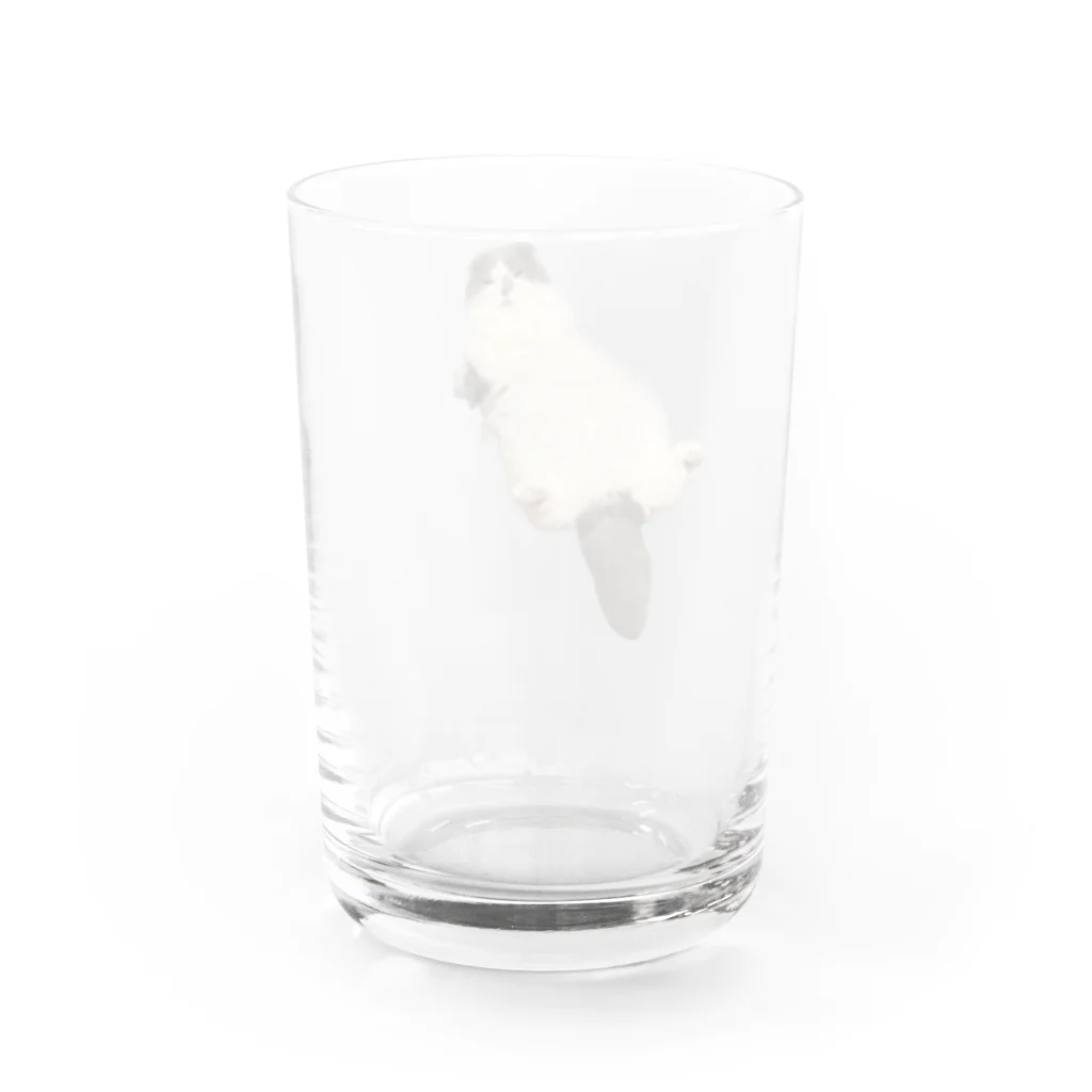 コハクの飼い主のコハク Water Glass :back