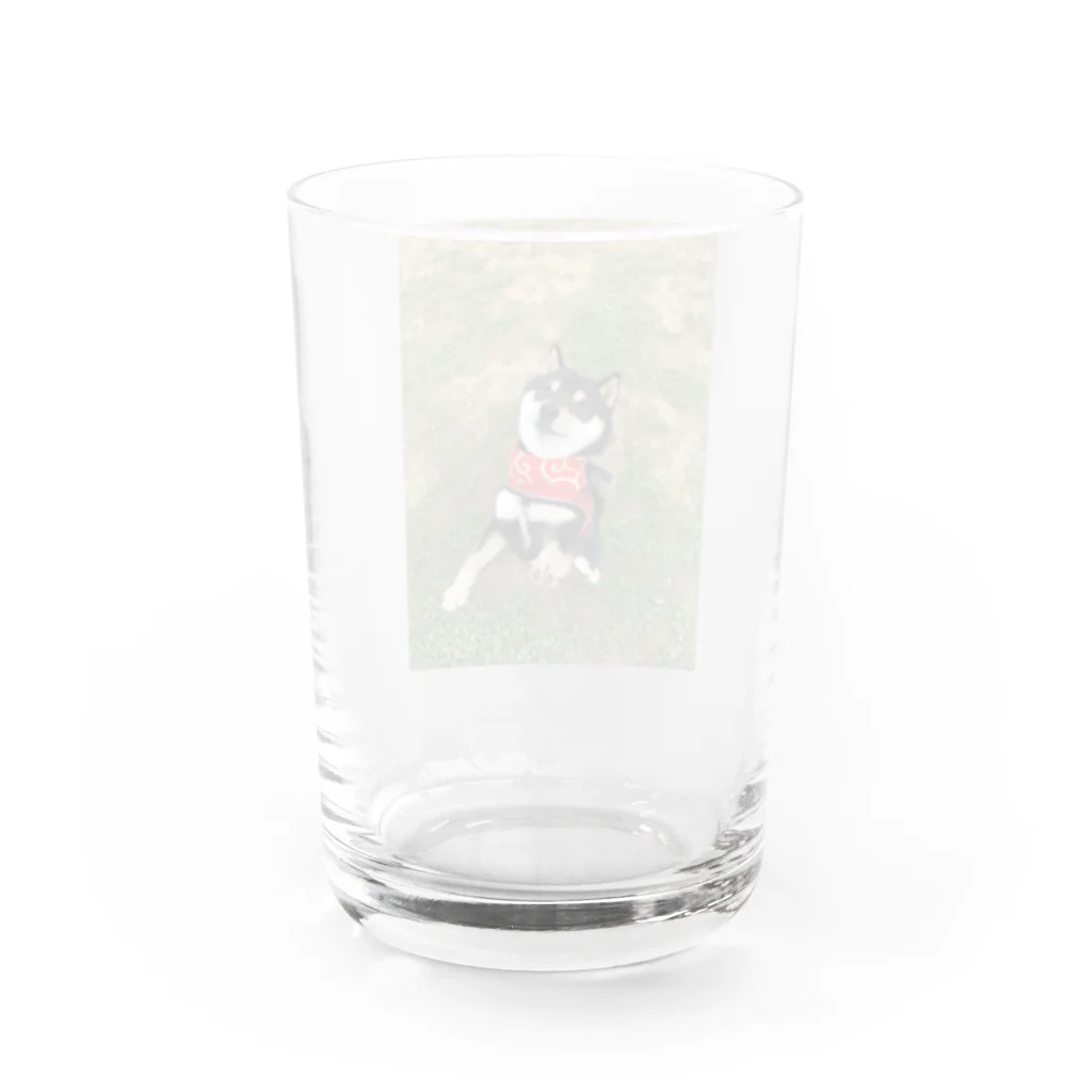 黒柴ショップの黒豆柴ジャンプ！ Water Glass :back