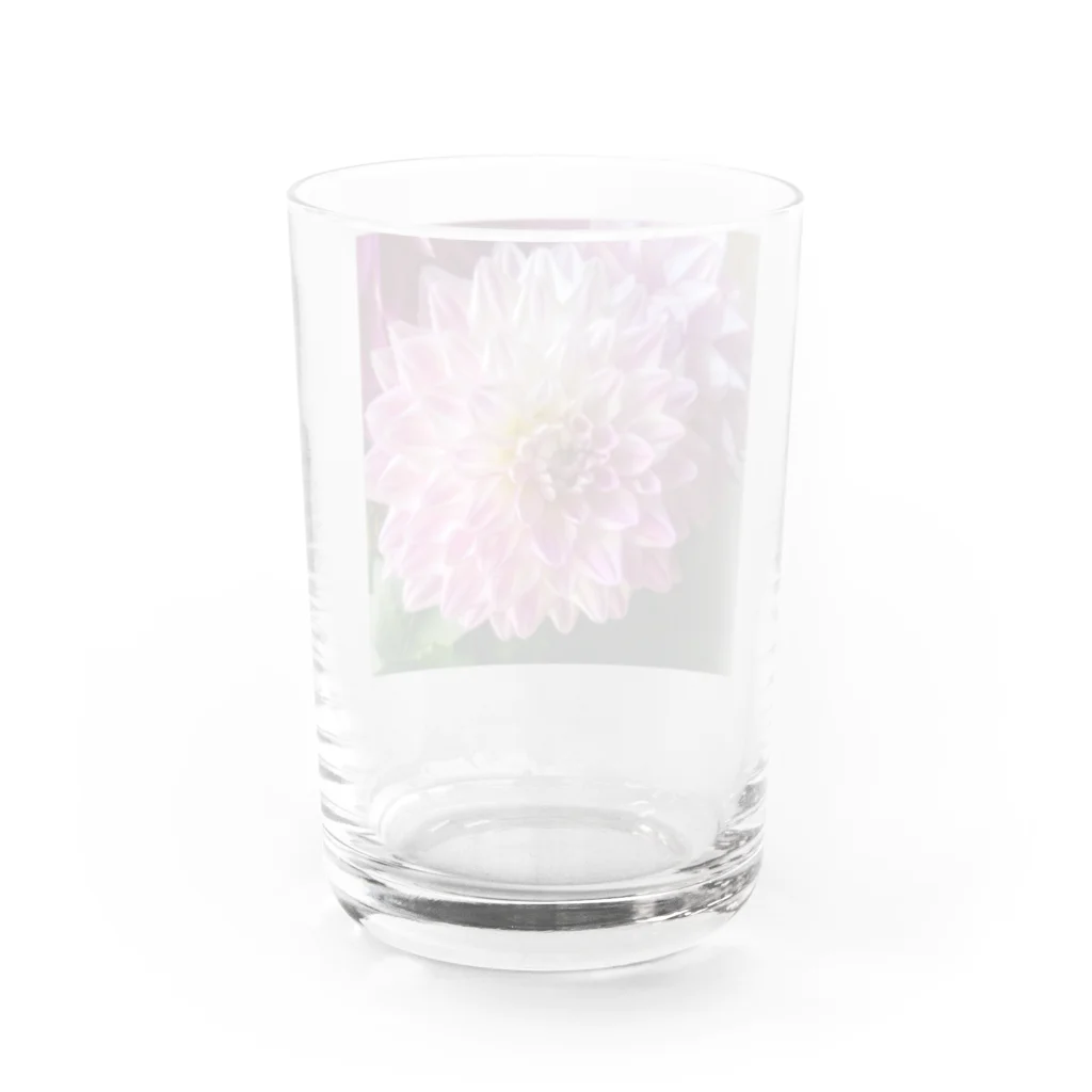 seide.blume～Ｄ＊Ｒ～のダリア Water Glass :back