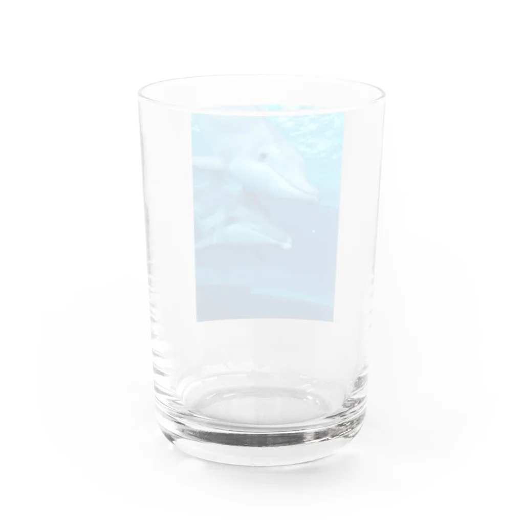 sakuraのシワハイルカ　イルカ Water Glass :back