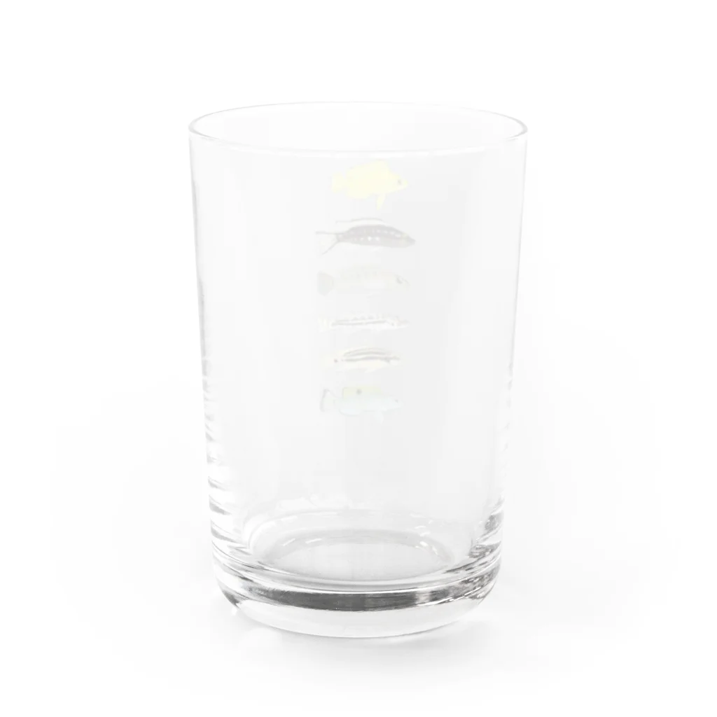 砂糖馬の親保護下の稚魚 Water Glass :back