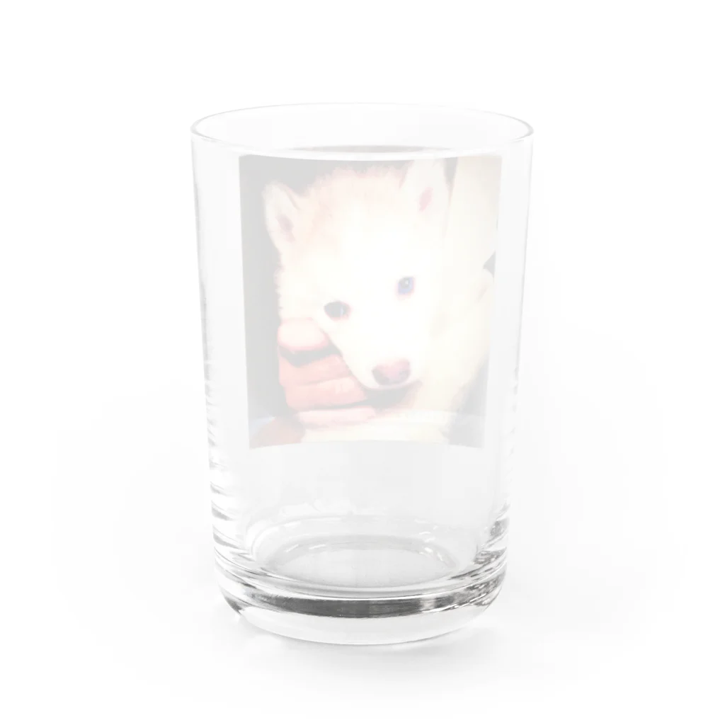 Husky'S Herb Gardenのちびっ子ハスキー チコリちゃん Water Glass :back